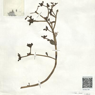 Portulaca oleracea L. subsp. nitida Danin & H.G. Baker -  RO-HSepv 18901 photo