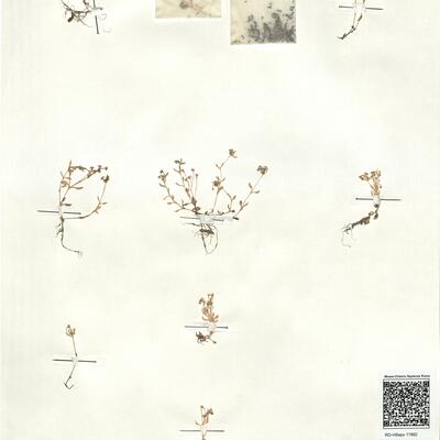 Montia fontana L. subsp. minor (C.C. Gmel.) Schübler & Martens -  RO-HSepv 17862 photo