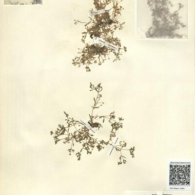 Montia minor C.C. Gmel. -  RO-HSepv 12983 photo