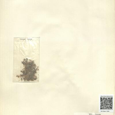 Montia minor C.C. Gmel. -  RO-HSepv 12984 photo