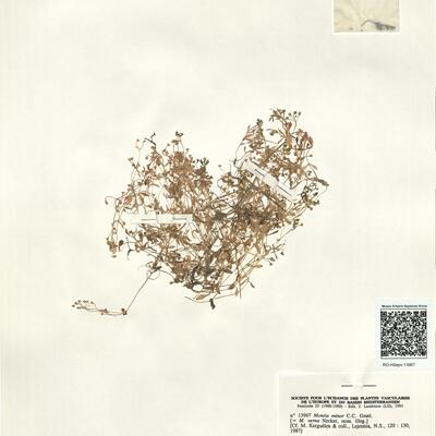 Montia minor C.C. Gmel. -  RO-HSepv 13967 photo