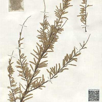 Tamarix canariensis Willd. -  RO-HSepv 19260 photo