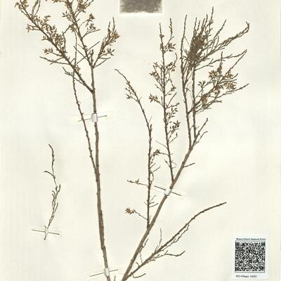 Tamarix gracilis Willd. -  RO-HSepv 14291 photo