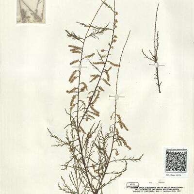 Tamarix smyrnensis Bunge -  RO-HSepv 16276 photo