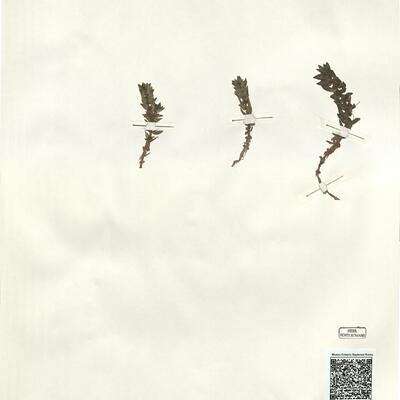 Elatine alsinastrum L.  -  RO-HSepv 14294 photo