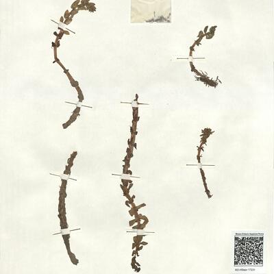 Elatine alsinastrum L.  -  RO-HSepv 17231 photo