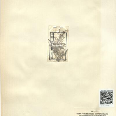 Elatine hexandra (Lapierre) DC. -  RO-HSepv 11459 photo