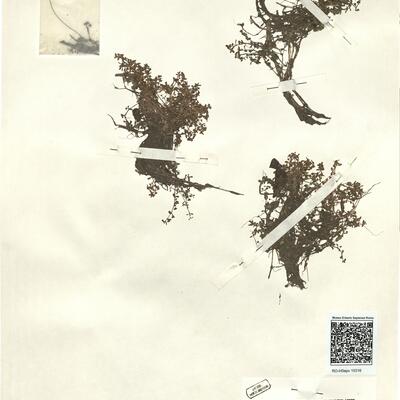 Elatine hexandra (Lapierre) DC. -  RO-HSepv 15316 photo