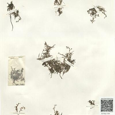 Elatine hydropiper L.  -  RO-HSepv 14295 photo