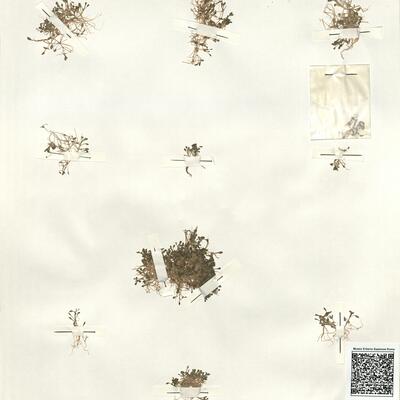 Elatine hydropiper L.  -  RO-HSepv 14296 photo