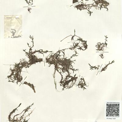 Elatine triandra Schkuhr  -  RO-HSepv 14297 photo