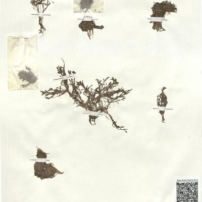 Elatine triandra Schkuhr  -  RO-HSepv 18193 photo