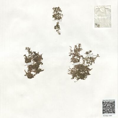 Elatine triandra Schkuhr ^ -  RO-HSepv 19263 photo