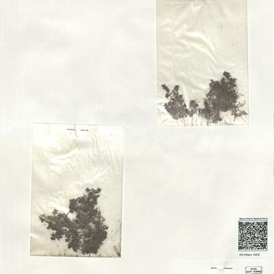 Elatine triandra Schkuhr ^  -  RO-HSepv 19262 photo