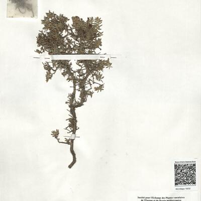 Hypericum aegypticum L. subsp. webbii (Spach) N.K.B. Robson  -  RO-HSepv 19232 photo