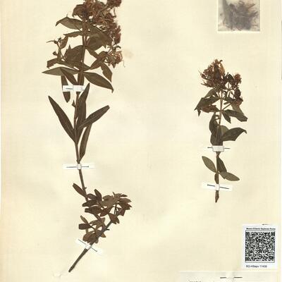 Hypericum canariense L.  -  RO-HSepv 11439 photo