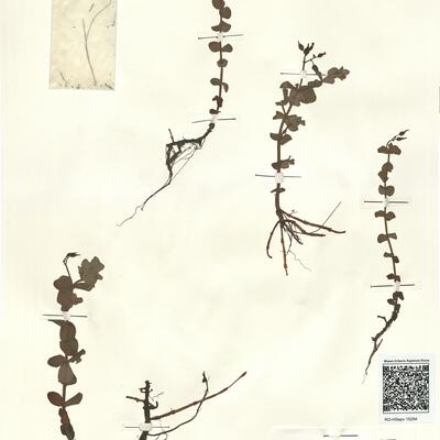 Hypericum elodes L. -  RO-HSepv 15294 photo