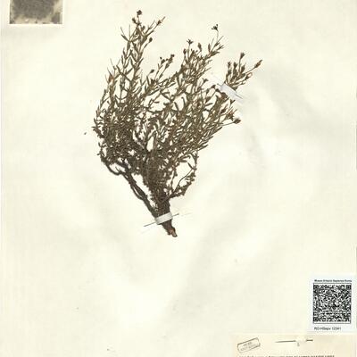 Hypericum heterophyllum Vent. -  RO-HSepv 12341 photo