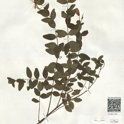 Hypericum hircinum L. subsp. hircinum -  RO-HSepv 19233 photo