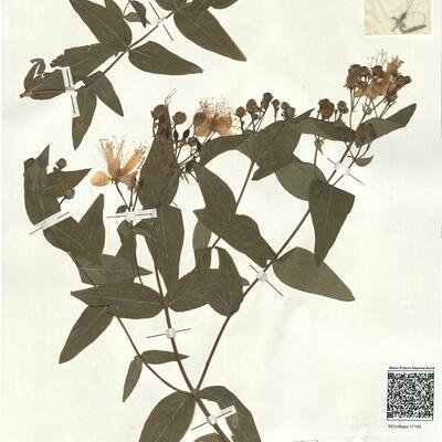 Hypericum hircinum L. subsp. majus (Ait.) N.K.B. Robson -  RO-HSepv 17195 photo