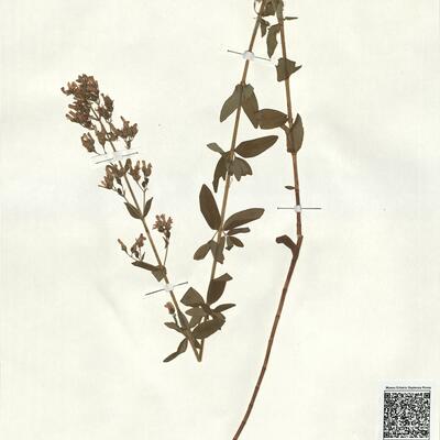 Hypericum hirsutum L. -  RO-HSepv 18166 photo