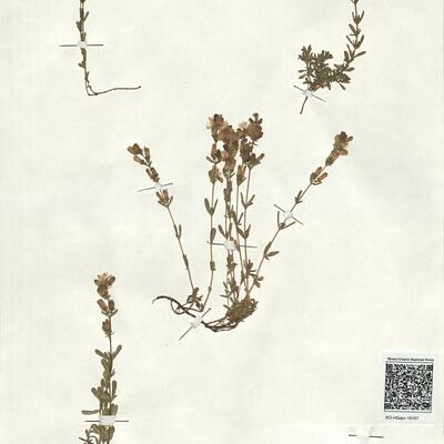 Hypericum linarioides Bosse  -  RO-HSepv 18167 photo