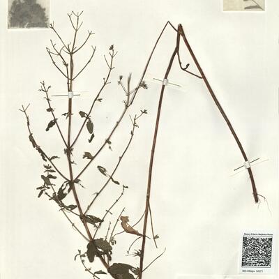 Hypericum maculatum Crantz subsp. obtusiusculum (Tourlet) Hayek -  RO-HSepv 14271 photo