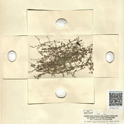 Hypericum majus (A. Gray) Britt. -  RO-HSepv 11441 photo