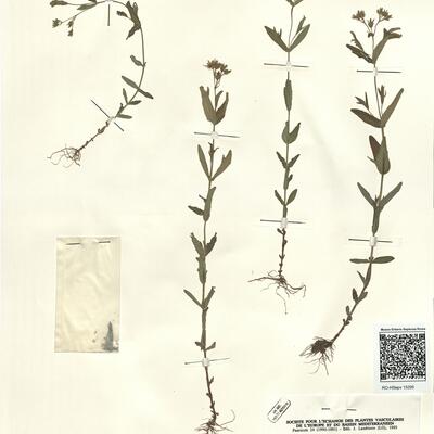 Hypericum majus (A. Gray) Britt. -  RO-HSepv 15295 photo