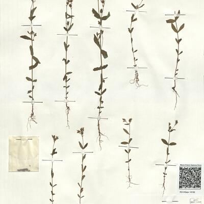 Hypericum majus (A. Gray) Britt. -  RO-HSepv 18168 photo