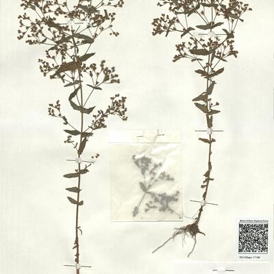 Hypericum mutilum L.  -  RO-HSepv 17196 photo