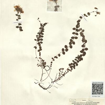 Hypericum nummularium L. -  RO-HSepv 12342 photo