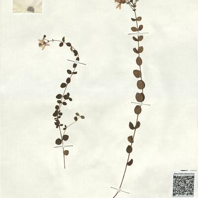 Hypericum nummularium L. -  RO-HSepv 18169 photo