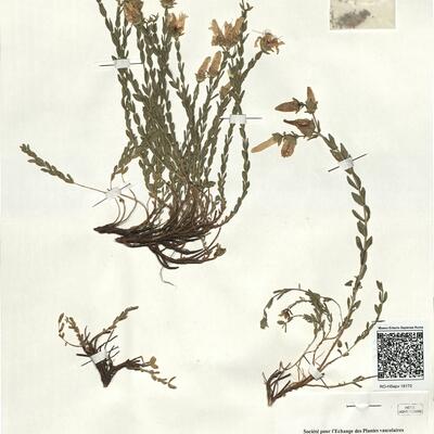 Hypericum olympicum L. f. uniflorum Jordanov & Kožuharov  -  RO-HSepv 18170 photo