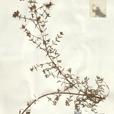 Hypericum perforatum L. -  RO-HSepv 16262 photo
