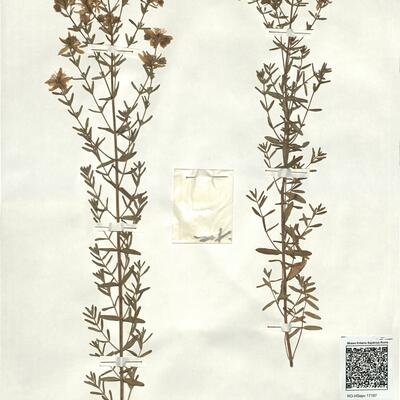 Hypericum perforatum L. -  RO-HSepv 17197 photo