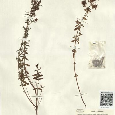 Hypericum perforatum L.  -  RO-HSepv 12343 photo