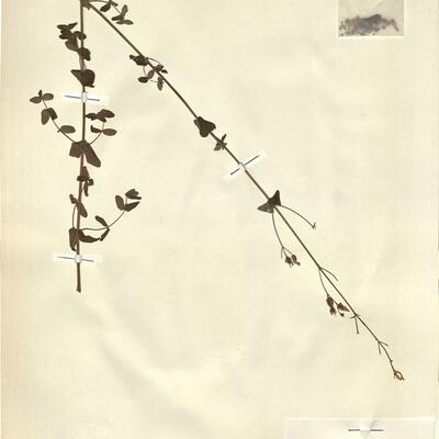 Hypericum pulchrum L.  -  RO-HSepv 11442 photo