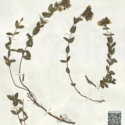 Hypericum richeri Vill. subsp. burseri (DC.) Nyman -  RO-HSepv 19234 photo