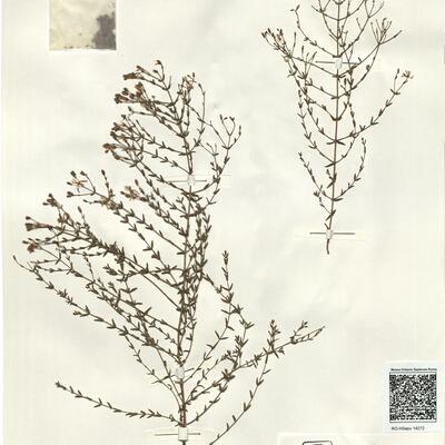 Hypericum triquetrifolium Turra -  RO-HSepv 14272 photo