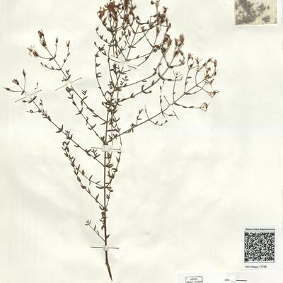 Hypericum triquetrifolium Turra -  RO-HSepv 17198 photo