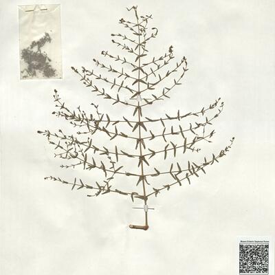 Hypericum triquetrifolium Turra -  RO-HSepv 19235 photo