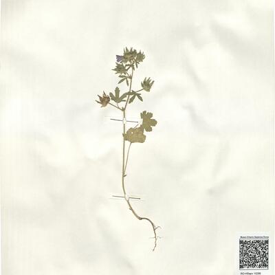 Althaea hirsuta L.  -  RO-HSepv 15286 photo