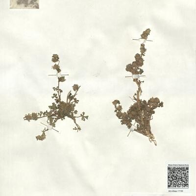 Althaea ludwigii L.  -  RO-HSepv 17185 photo