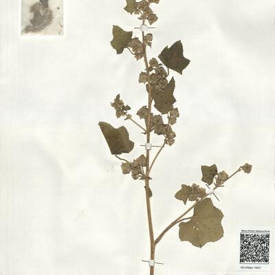 Lavatera cretica L. -  RO-HSepv 19221 photo