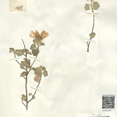 Lavatera maritima Gouan -  RO-HSepv 15287 photo