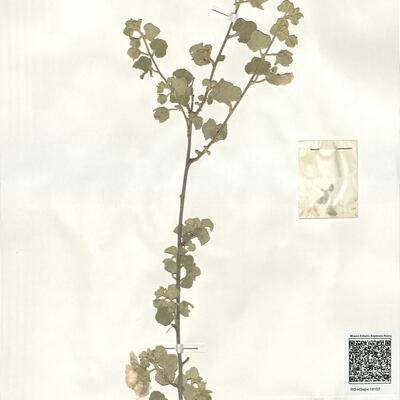 Lavatera maritima Gouan -  RO-HSepv 18157 photo