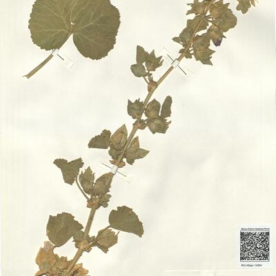 Lavatera triloba L. -  RO-HSepv 14264 photo