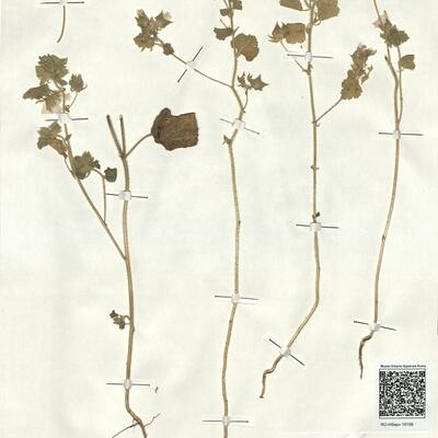 Malva hispanica L.  -  RO-HSepv 18158 photo