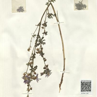 Malva moschata L.  -  RO-HSepv 14266 photo